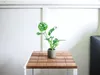 Gardners Monstera adansonii Monkey Mask, průměr 6 cm Náhled obrázku produktu 3