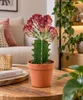 Czerwona Euphorbia lactea 'Cristata', ok. 20 cm – kaktus Podgląd zdjęcia produktu 1