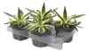 Agave lophanta quadricolor – vierfarbig – 12-cm-Topf – Produktbild-Vorschau 3