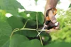 Fiskars Solid™ Nůžky Zastřihávací Malé Sp15 1051602 Náhled obrázku produktu 5