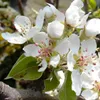A close-up view of white pear blossoms with pink stamens and green leaves. Produktbild-Vorschau