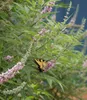 BALDUR Garten 1x Mönchspfeffer 'Galactic Pink®', Pflanze im Produktbild-Vorschau 3