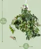 Cissus Rhombifolia Ellen Danica - Ø17Cm - ↕70Cm Podgląd zdjęcia produktu 5