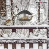 KOTARBAU® Vogelvoederhuisje Om Op Te Hangen - Kunststof - Productafbeelding-voorbeeld 5