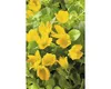 A close-up view of bright yellow flowers with green leaves. Náhled obrázku produktu