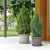 Piattino EURO3PLAST MEDEA 32cm antr. Anteprima dell’immagine prodotto 5