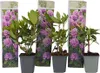 Rhododendren - 3 Stk - Rhododendron 'catawbiense purple' - Produktbild-Vorschau 1