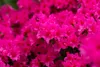 Rhododendron obtusum 'Melina', rosa Blüten, 15–20 cm Produktbild-Vorschau 6