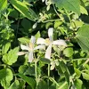 Powojnik Praecox okrywowy 2L Podgląd zdjęcia produktu 3