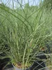 Chinaschilf Dread Locks - Miscanthus sinensis - grün mit Produktbild-Vorschau 1