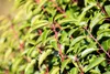 Prunus lusitanica, Portugiesischer Lorbeer, immergrün, Produktbild-Vorschau 9