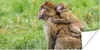 MuchoWow® Poster Affe - Baby - Gras 40x20 cm - Poster für Produktbild-Vorschau 1