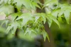 Liquidambar styraciflua, Amberbaum, 100–125 cm Produktbild-Vorschau 4
