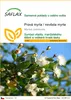 SAFLAX - Pravá myrta / nevěsta myrta - Myrtus communis - 30 Náhled obrázku produktu 1
