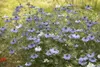 SAFLAX - BIO - čierny kmín - Nigella sativa - 300 Semená Náhľad obrázku produktu 6