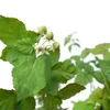 Malinojeżyna Loganberry 2L Podgląd zdjęcia produktu 3