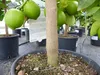echte Caipi Limette Caipirinha Limettenbaum Citrus Lime 70 Produktbild-Vorschau 9