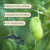 Pflanzenclips für Kletterpflanzen Rankhilfe Tomaten Produktbild-Vorschau 4