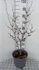 Hamamelis int. 'Westerstede' - Zaubernuss Pojemnik 60-80 cm Podgląd zdjęcia produktu 2