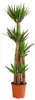 Dehner Yucca-Palme, viertriebig, ca. 170-180 cm, Ø Topf 27 Produktbild-Vorschau 1