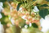 Glockenstrauch (Enkianthus campanulatus), wysokość 60-80 Podgląd zdjęcia produktu 9