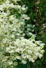 Philadelphus coronarius, Duftjasmin, weiß, 40–60 cm Produktbild-Vorschau 14