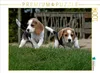 Calvendo Beagle-Welpen 1000 Teile Puzzle quer 640x480mm, ; Produktbild-Vorschau 3