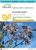 SAFLAX Darčeková sada - zvonček strom - Paulownia tomentosa Náhľad obrázku produktu 1