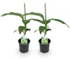 GreenboutiQ - Obstpflanze - Bananenpflanze - Musa Basjoo - Produktbild-Vorschau 1