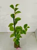 Lot de 2 Cydonia oblonga 'Vranja' - Cognassier, pot de 1,5 Voir les images du produit 4