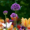 Alliumzwiebeln - 30 Stk - Allium 'Purple Sensation' - Produktbild-Vorschau 6