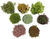 GreenboutiQ - Bodendecker - Winterhart - Alpinemix - 8 Produktbild-Vorschau 2