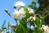 SAFLAX  - Mirto - 30 semi - Con substrato - Myrtus Anteprima dell’immagine prodotto 6