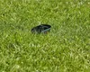 Gardena smart Irrigation Control Sensor Set Produktbild-Vorschau 13