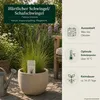 Härtlicher Schwingel/ Schafschwingel festuca trachyphylla | Produktbild-Vorschau 4