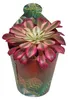 Aeonium "Mardi Gras" - Rosetten-Dickblatt - Rarität - 6,5cm Produktbild-Vorschau 1