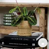 Bloomique - Maranta Tricolor - Roślina modlitewna - Roślina Podgląd zdjęcia produktu 2