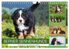 Berner Sennenhunde - Freunde für ein ganzes Leben Produktbild-Vorschau 1