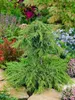 Juniperus communis 'Green Carpet', Wacholder, grün, 20–30 Produktbild-Vorschau 9