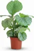 Green boutiQ - Zimmerpflanze - Korbmarante - Calathea Produktbild-Vorschau 1