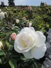 Rosa Schneewittchen® - Stammrose Schneewittchen® - Kordes Produktbild-Vorschau 3
