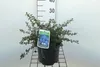 Ceanothus thyrs. 'Repens' - Säckelblume 25- 30 cm Kontajner Náhľad obrázku produktu 1