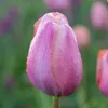 Bloomique - Mélange de Tulipes 20 - 60 jours - Bulbes de Voir les images du produit 7