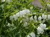 Stauden Gänge 1 x Dicentra spectabilis 'Alba' -  Weißes Produktbild-Vorschau 2
