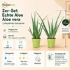 2er-Set Echte Aloe - pflegeleichte Zimmerpflanze, Aloe vera Produktbild-Vorschau 5