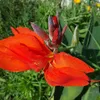 Kanna indická (Canna indica)  – 10 semen Náhled obrázku produktu 1