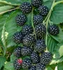 Zuckerbrombeere `Asterina´  - Brombeerpflanze im 3 Liter Produktbild-Vorschau 1