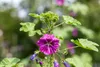 A close-up of a purple mallow flower with green leaves and buds in a garden setting. Produktbild-Vorschau