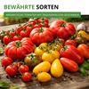 Tomatensamen Set - 10 Sorten Samen - Saatgut Sortiment - Produktbild-Vorschau 5