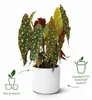 elho b.for Soft Rund 22cm Übertopf - anthrazit Produktbild-Vorschau 7